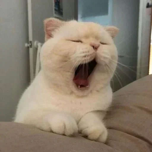 зевающий котик, котики смешные, белый кот зевает, веселые животные, милые котики смешные