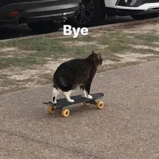 cats, skate cat, skateboard à fourrure, sur une planche à roulettes, au revoir cat glide
