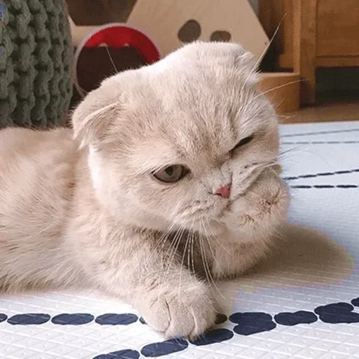 scottishford, hanging-eared cat, hanging-eared cat, scottish folded plush, scottish drooping-eared cat