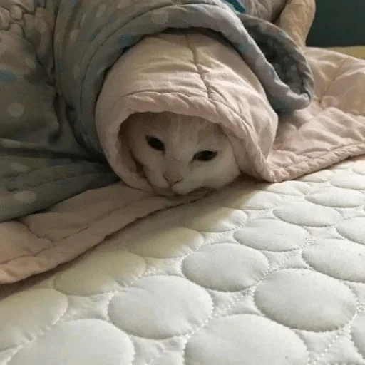 cobertor, o gato é um cobertor, gato de um cobertor, um cobertor quente, cobertor de gatinho