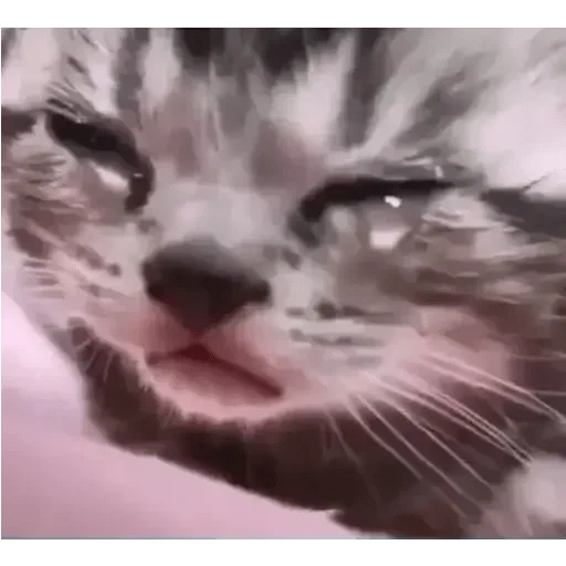 the cat is crying, crying cat, crying cat, a crying kitten, abandoned crying kitten