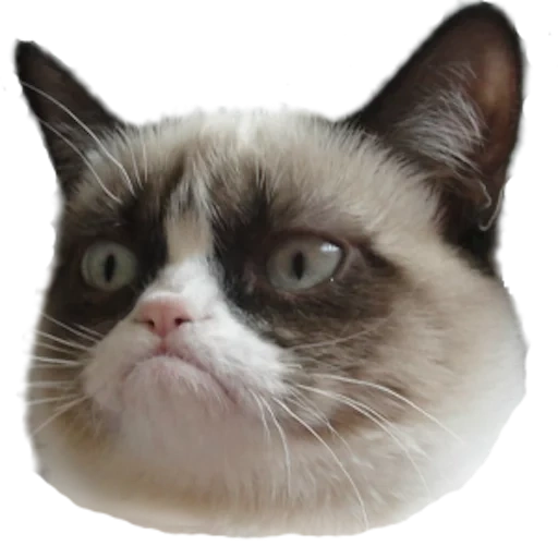 un gatto meme, grumpy cat, gatto lampi, gatto infelice, gatto insoddisfatto