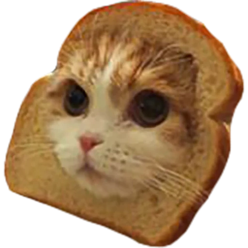 cat goebs, cat bread, cat of bread, the cat is bread, the animals are cute