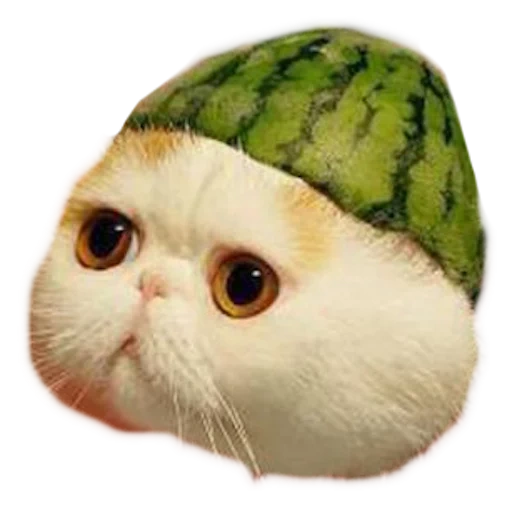 cat of watermelon, cat with a watermelon head, cat with a watermelon head
