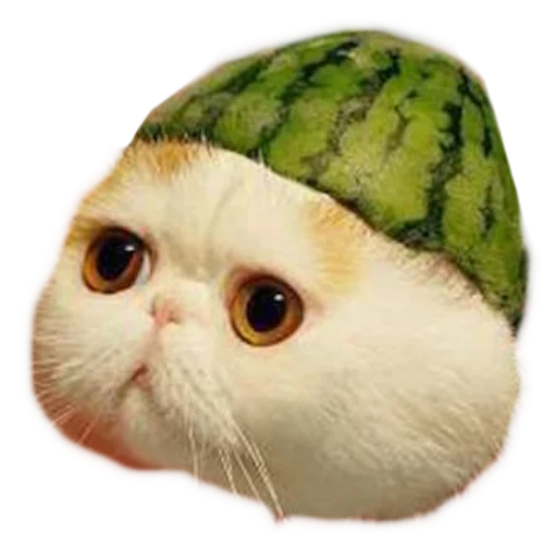 die wassermelone katze, wassermelonenkopf katze, wassermelonenkopf katze