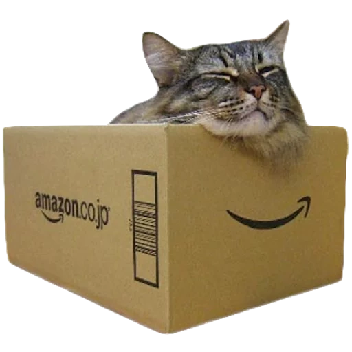 кот, cat, кот коробка, котик коробке, кот шредингера коробке