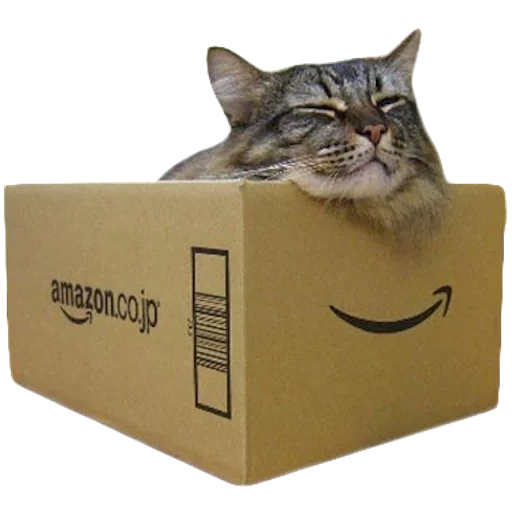 die katze, cat, die katzenbox, die seals, schrödinger cat box