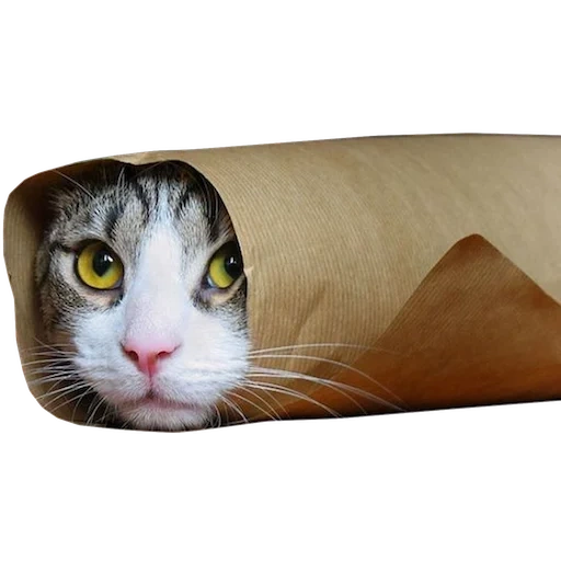 kucing, kucing, kucing shawarma, kucing lucu, kucing lucu 2021