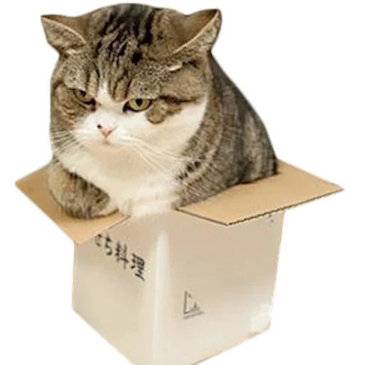 the box cat, tiere niedlich, große katzenbox, kleine katzenschachtel, japanische robbenbox
