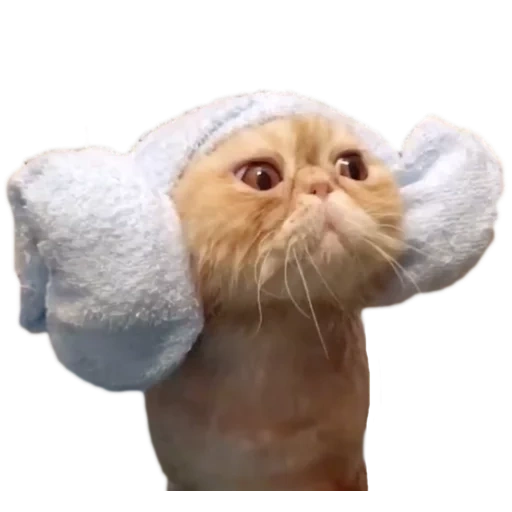 gato chapéu, animais são ridículos, chuveiro de cabeça de gato, boné de banho de gato