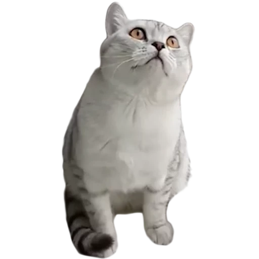 kucing, kucing skotlandia, kucing skotlandia lurus, british cat silver chinchilla rufism