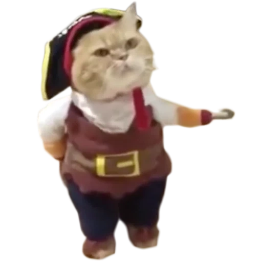 gato pirata, conjunto de gatos, gato pirata, conjunto de gato pirata