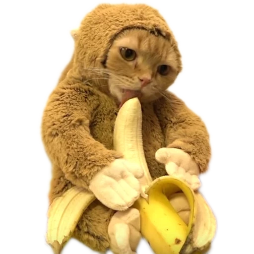 webp, banana de gato, banana de gato, gato engraçado, o gato está comendo bananas