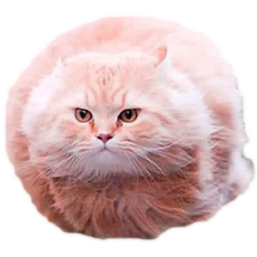 cat, round cat, round cat, round cat meme, a round cat flies