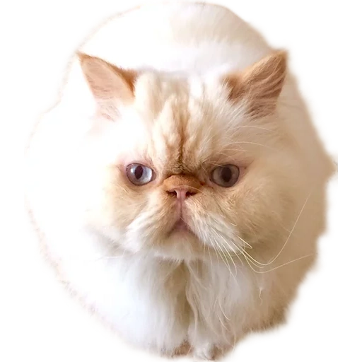 chat persan, chat persan, chat persan blanc, les yeux différents du chat persan, chaton persan nouveau-né