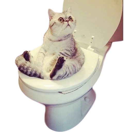 gatto, gatto del water, meme del water per gatti, gatto vicino alla toilette, gatto più divertente che piange