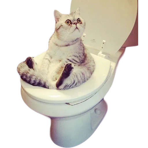 die katze, die toilettenkatze, katze toilette meme, katze in der nähe der toilette, die lustigsten katzen weinen