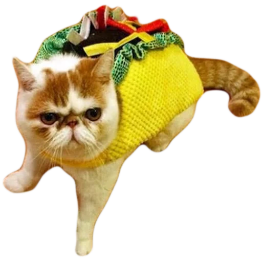 taco cat, the cat is snupy, the animals are cute, exotic cat