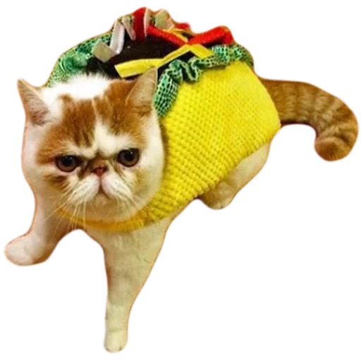 gato taco, gato snoopy, animal fofo, gato exótico