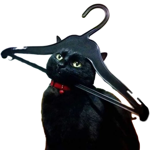 gato, símbolo de expressão, gato preto, gato preto, gato preto engraçado