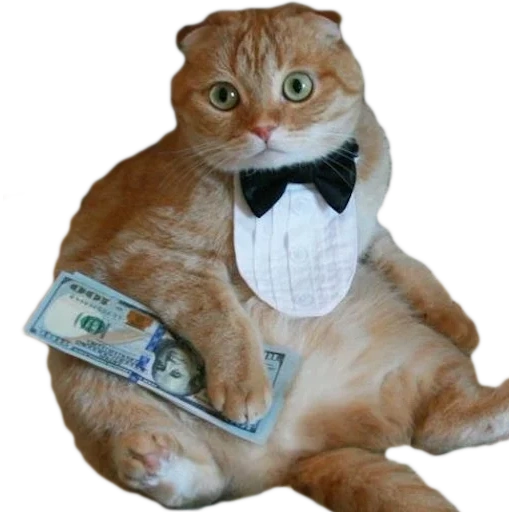 gatto, gatto, l'oligarchia del gatto, banchiere di sea dog, gatto povero gatto ricco