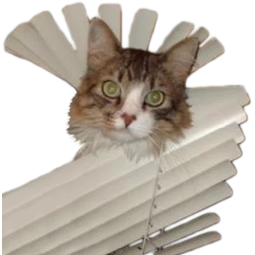 cat, cat of the blinds, cat blinds, cats blinds