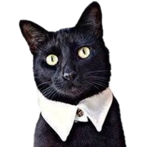 cats, cravate de chat, cravate de chat, cravate d'otarie à fourrure, bombay chat noir et blanc