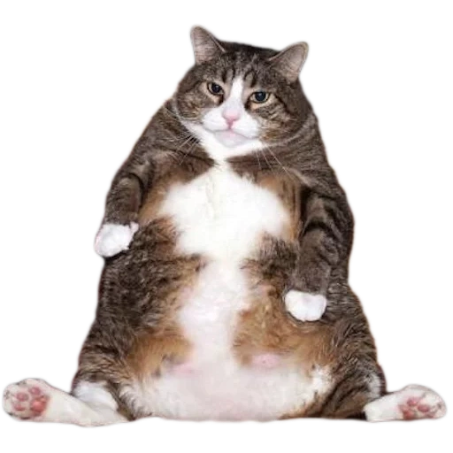жирный кот, толстый кот, жирная кошка, толстый котик