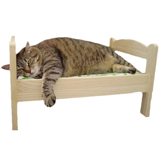 gato doméstico, cama de gato, cama de gato, animal engraçado