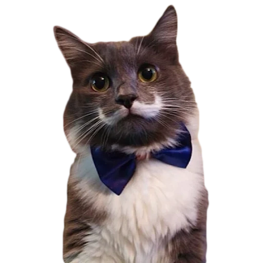 the cat mustache, cat with a mustache, kitty tie