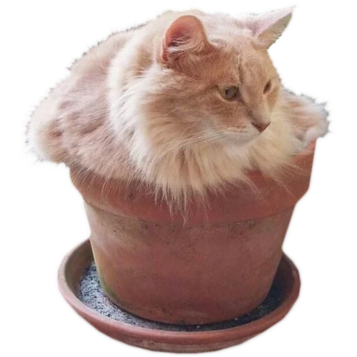 gato, panela de gato, animal fofo, gato de vaso de flores