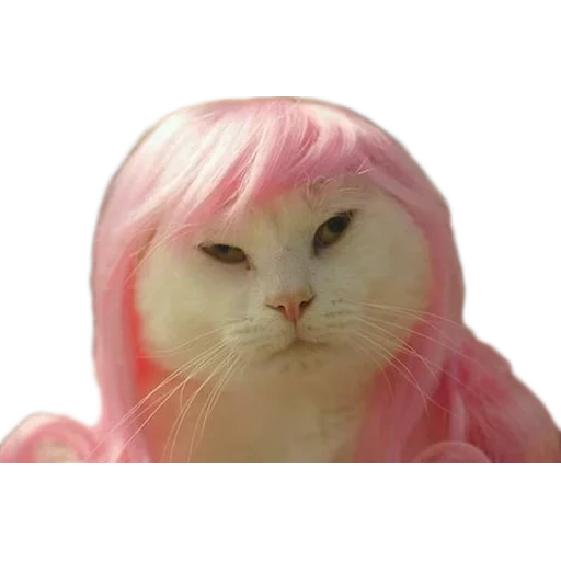 парик кошки, розовая кошка, тёмно розовый кот