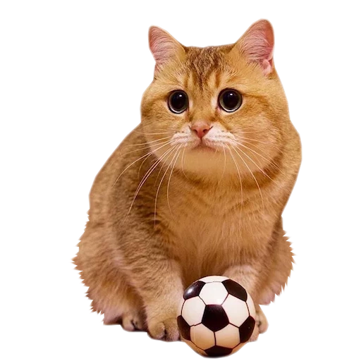 кот мячом, кот рыжий, рыжий британский кот
