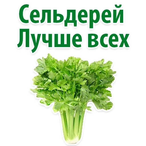sedano, celery beloda, sedano athena, foglie di sedano, sedano 100 gr