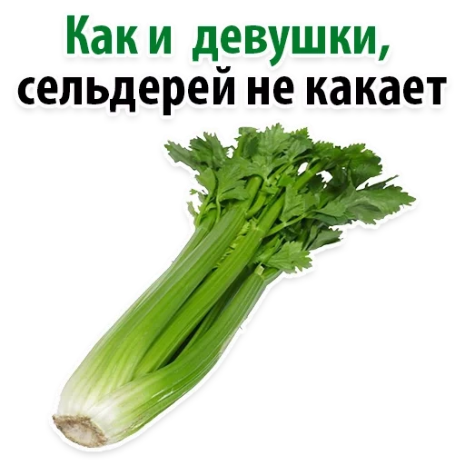 celery, celery and cinnamon, celery green, celery stalk, celery