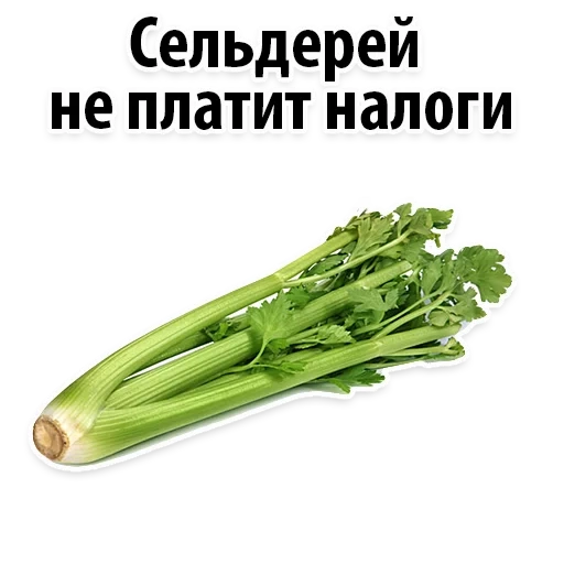 celery, 100 grams of celery, celery, celery stalk 1kg, celery stalks in 1 piece