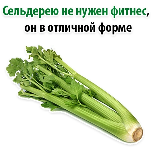 celery, celery stalk, celery, celery stalk 1kg, fresh celery stem