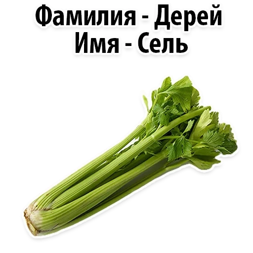 celery, celery green, celery stalk, celery, fresh celery stem
