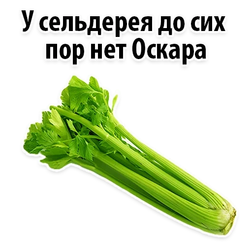 celery, celery stalk, one piece of celery stalk, fresh celery stem, celery petiole 1pcs