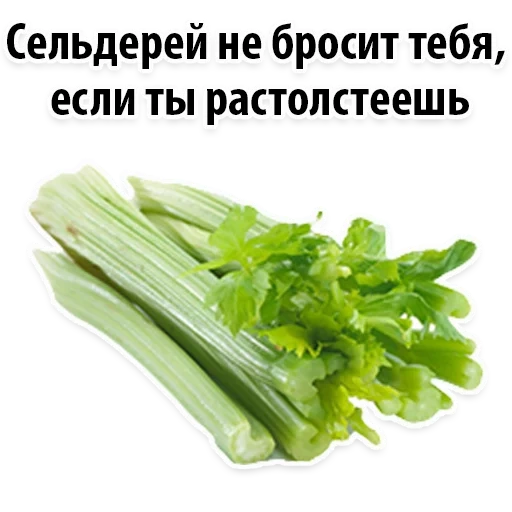 celery, celery green, celery stalk, one piece of celery stalk, fresh celery stem