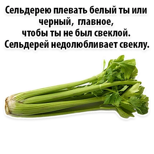 celery, celery stalk, deciduous celery, one piece of celery stalk, fresh celery stem
