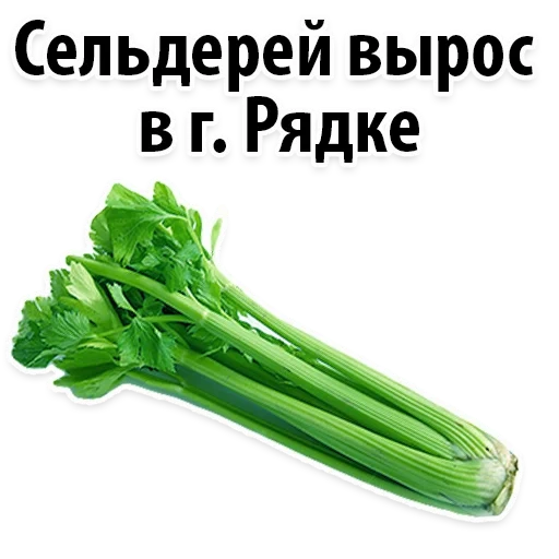 celery, celery green, celery stalk, one piece of celery stalk, fresh celery stem