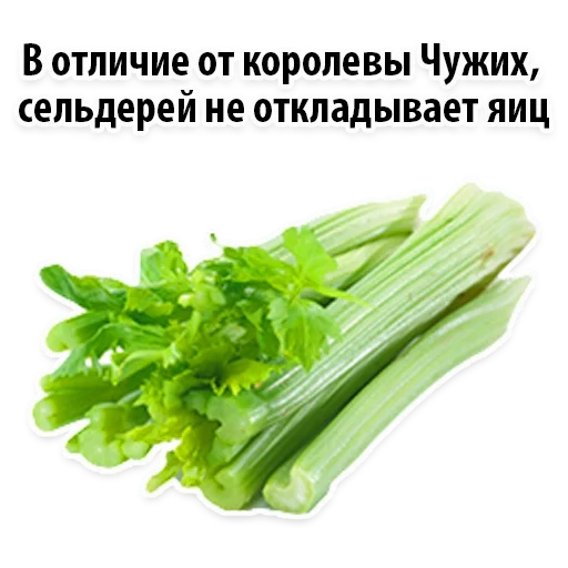 celery, benefit of celery, celery stalk, celery, celery petiole 1pcs
