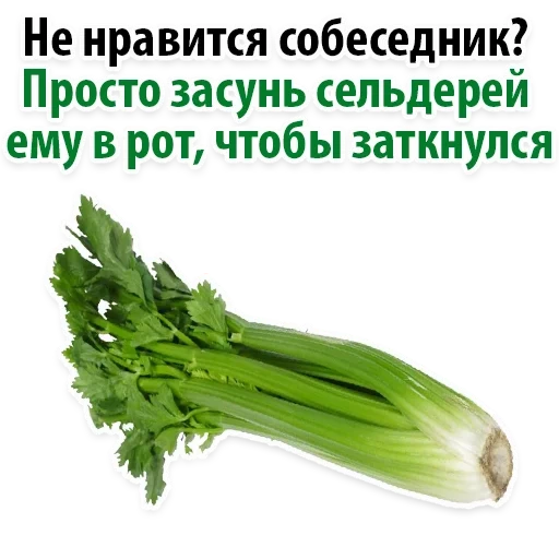 celery, celery stalk, facts about celery, one piece of celery stalk, fresh celery stem