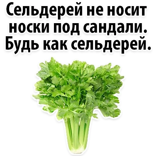 celery, celery humor, celery green, celery leaf, celery 100g