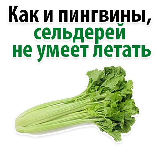 celery, a page of text, celery, facts about celery, celery