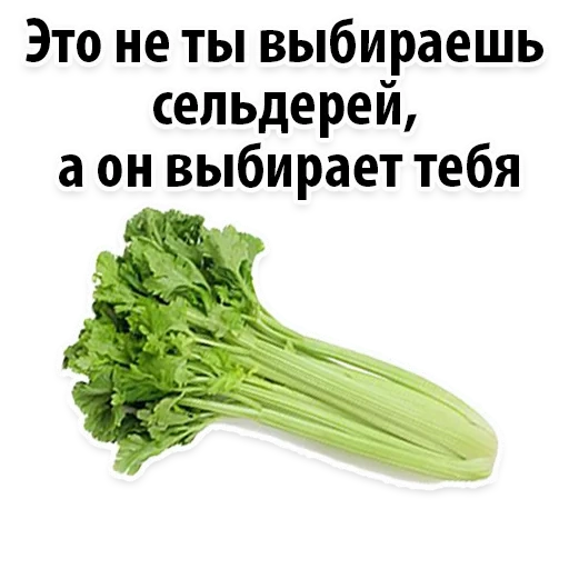 celery, celery green, celery stalk, celery is funny, celery