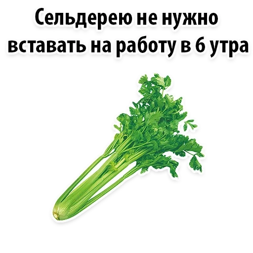 celery, celery green, celery stalk, one piece of celery stalk, celery stalk with white background