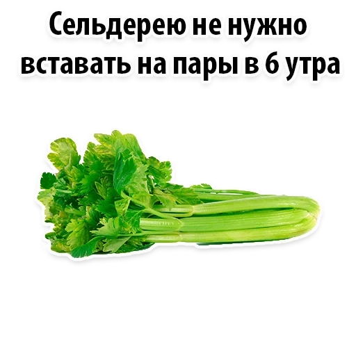 celery, celery green, celery stalk, celery, celery stalk
