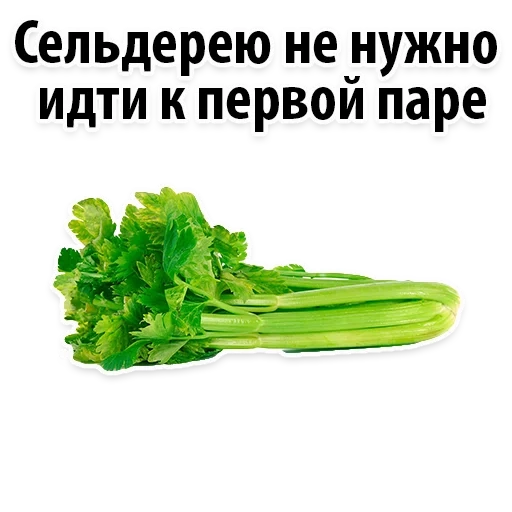 celery, celery green, celery stalk, celery, celery stalk